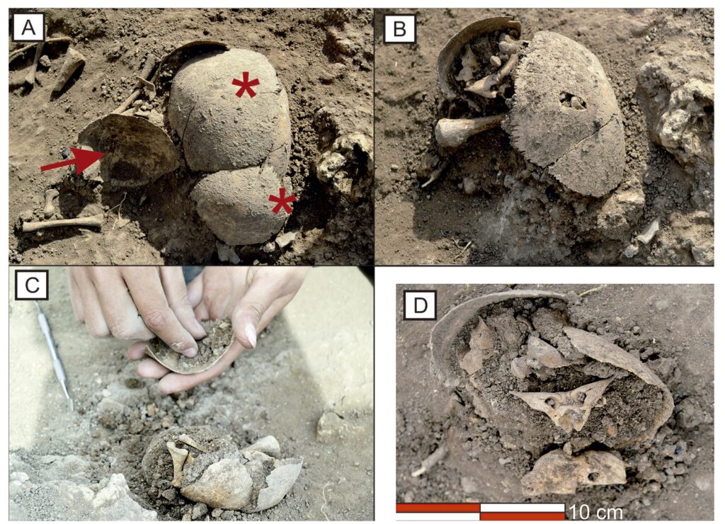 Vista de los restos esqueléticos de neonatos y urnas funerarias durante la excavación arqueológica en el oppidum de Monte Bernorio. Muestra el proceso in situ y la fragilidad de los hallazgos